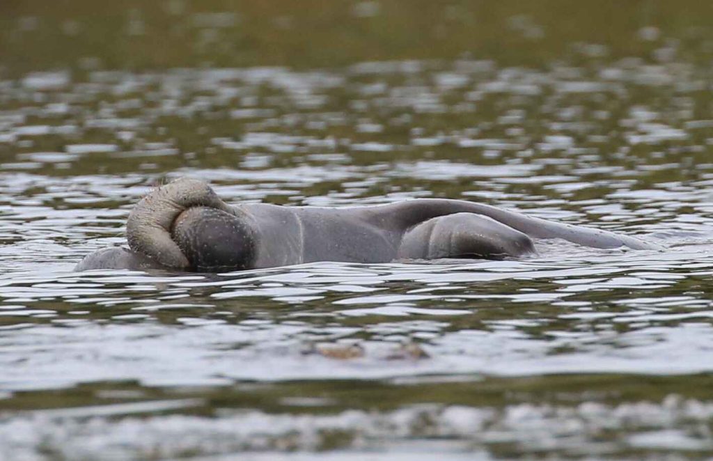 blue springs kayaking florida spring system